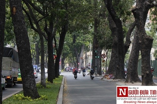 Nuối tiếc ngắm nhìn hàng cây cổ thụ trước giờ di dời ở TP.HCM ảnh 1