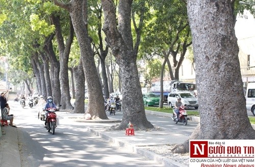 Nuối tiếc ngắm nhìn hàng cây cổ thụ trước giờ di dời ở TP.HCM ảnh 2