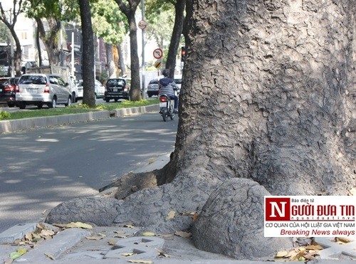 Nuối tiếc ngắm nhìn hàng cây cổ thụ trước giờ di dời ở TP.HCM ảnh 6
