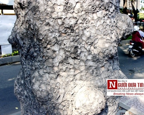 Nuối tiếc ngắm nhìn hàng cây cổ thụ trước giờ di dời ở TP.HCM ảnh 7