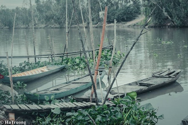 Khám phá rừng tràm Trà Sư đẹp nhất An Giang ảnh 2