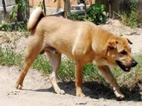 Thanh Hóa: Thai phụ tử vong do bị chó dại cắn ảnh 1