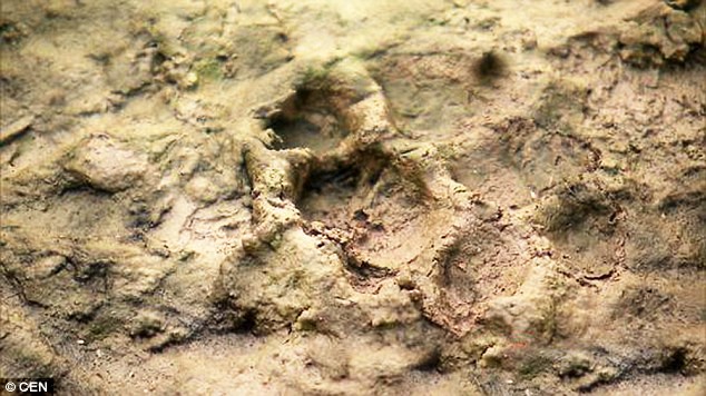 Rợn người hàng trăm con gà, vịt bị hút máu bí ẩn ảnh 2