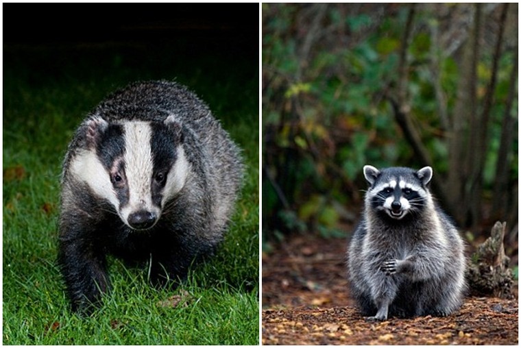 Rợn người hàng trăm con gà, vịt bị hút máu bí ẩn ảnh 4