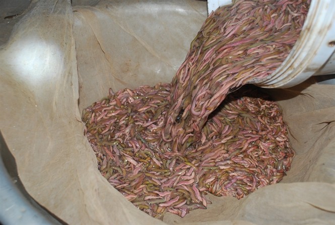 Từ ăn mày thành tỉ phú ở Hải Phòng: 'Tiền tràn về như thác đổ' ảnh 2