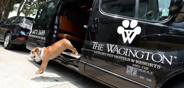 Cuộc sống 'vương giả' của chó, mèo ở khách sạn 5 sao Singapore ảnh 2