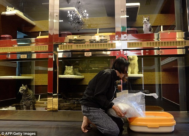 Cuộc sống 'vương giả' của chó, mèo ở khách sạn 5 sao Singapore ảnh 13