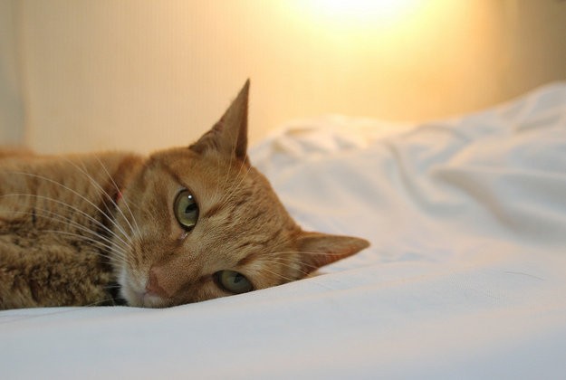 Cuộc sống 'vương giả' của chó, mèo ở khách sạn 5 sao Singapore ảnh 14