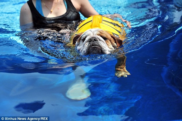 Cuộc sống 'vương giả' của chó, mèo ở khách sạn 5 sao Singapore ảnh 7