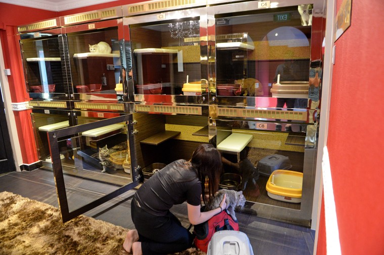 Cuộc sống 'vương giả' của chó, mèo ở khách sạn 5 sao Singapore ảnh 11