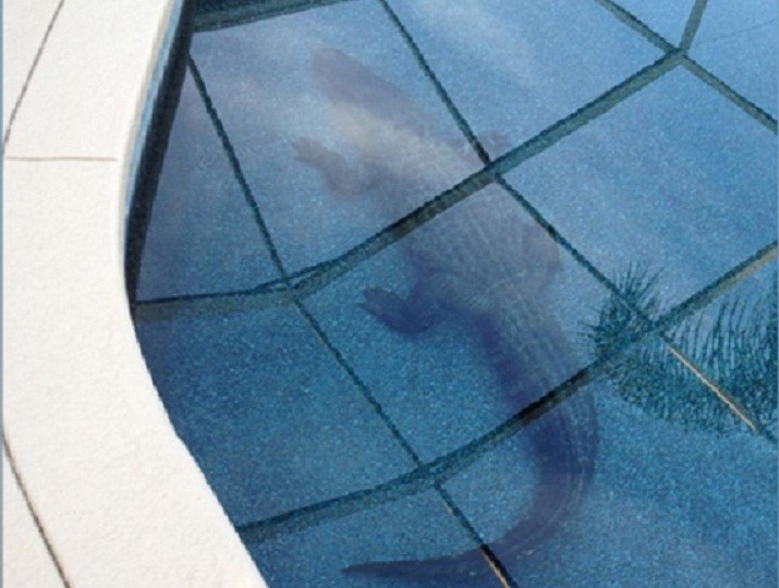 Phát hoảng vì cá sấu hơn 1 tạ nằm chình ình dưới bể bơi ảnh 1