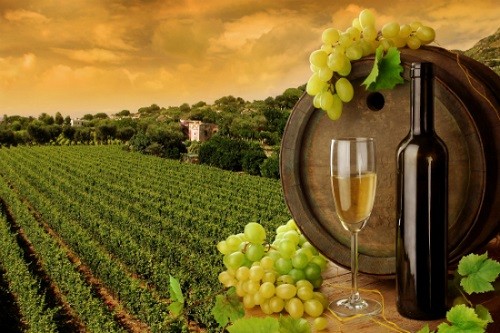 Đã mắt ngắm đồi nho được công nhận là di sản văn hóa thế giới ảnh 2