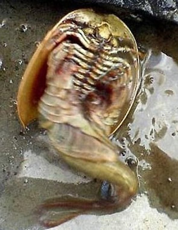 Kinh hãi phát hiện ‘thủy quái ngoài hành tinh’ 140 chân ảnh 2