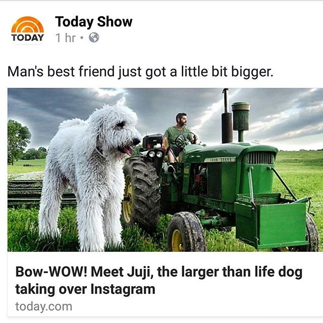 Những con chó khổng lồ đang 'gây bão' trên Instagram ảnh 5