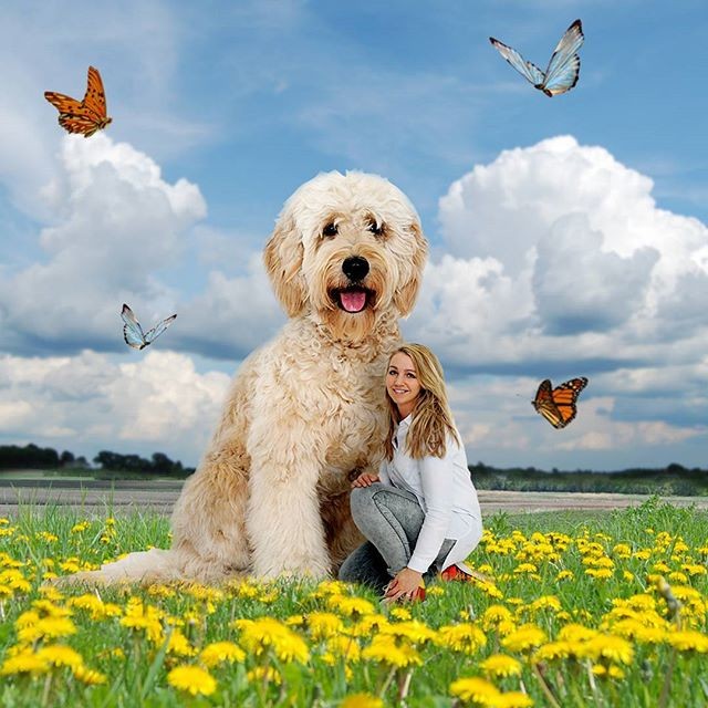 Những con chó khổng lồ đang 'gây bão' trên Instagram ảnh 6