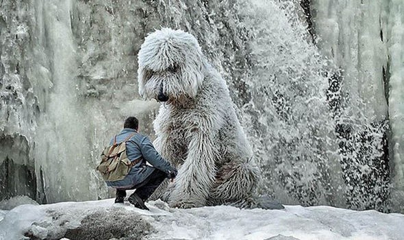 Những con chó khổng lồ đang 'gây bão' trên Instagram ảnh 2