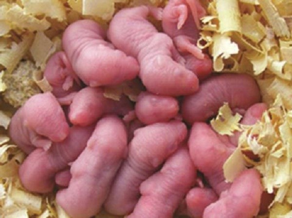 Rượu ngâm chuột bao tử' có thực sự là 'thuốc tiên' ? ảnh 1