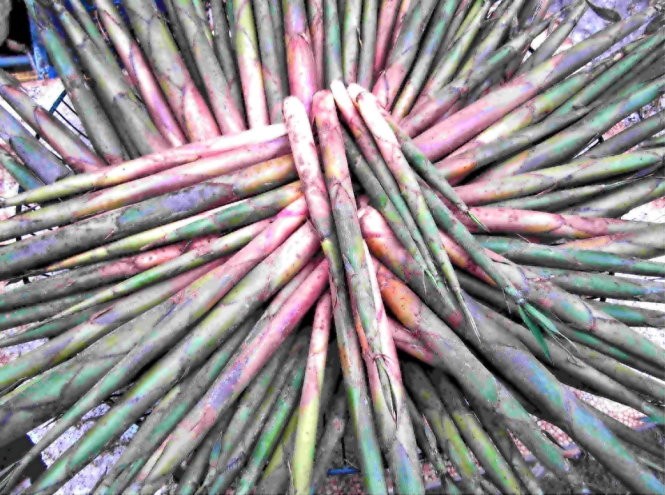 Mùa măng sặt Tây Bắc ảnh 1