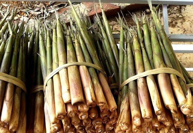 Mùa măng sặt Tây Bắc ảnh 2