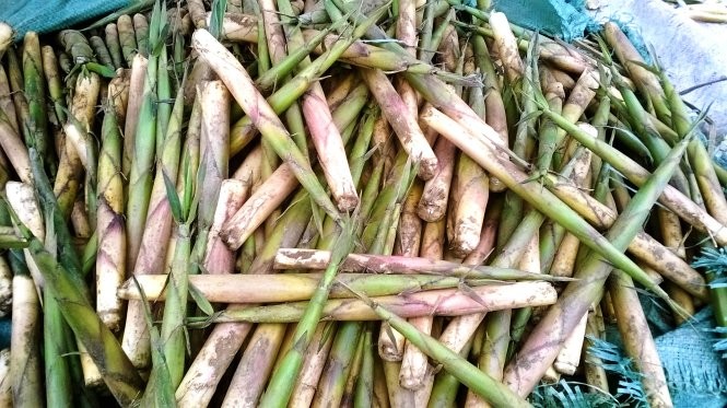 Mùa măng sặt Tây Bắc ảnh 3