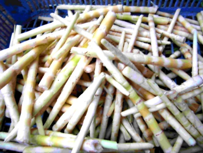 Mùa măng sặt Tây Bắc ảnh 4