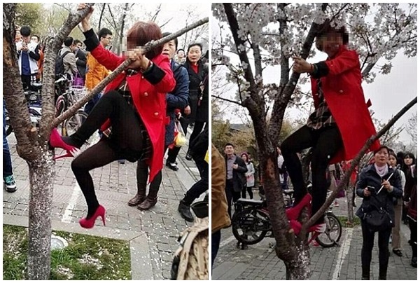 Bị bắt vì đạp cây, tạo 'mưa' hoa anh đào chụp ảnh tự sướng ảnh 2