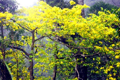 Yên Tử - Chốn linh thiêng ngàn năm ảnh 4