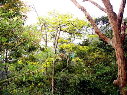 Yên Tử - Chốn linh thiêng ngàn năm ảnh 5