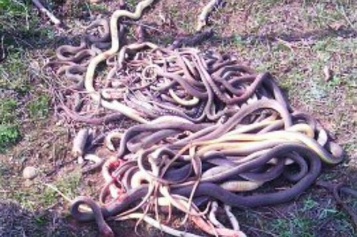 Cụ bà 60 tuổi đập chết liên tiếp 80 con rắn gây tranh cãi ở Nga ảnh 2