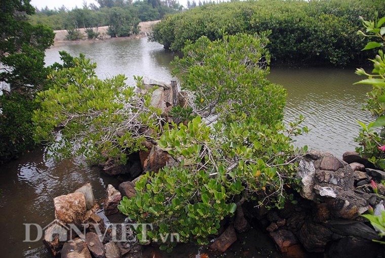 Cây cóc hồng độc nhất vô nhị tiền tỷ không mua được ảnh 2