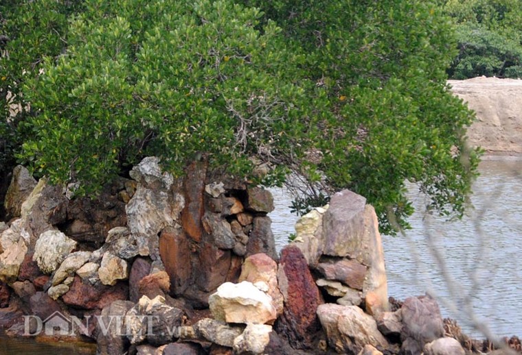 Cây cóc hồng độc nhất vô nhị tiền tỷ không mua được ảnh 5