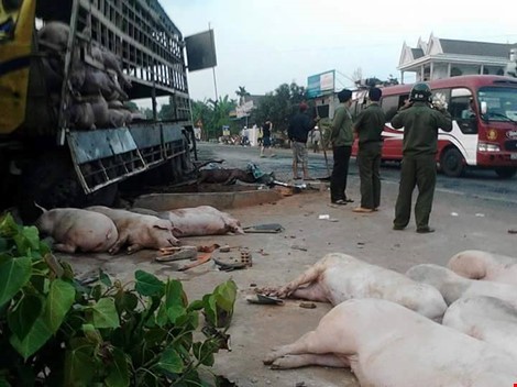 Chùm ảnh: Gần 100 con heo nằm chết la liệt sau vụ tai nạn ảnh 3