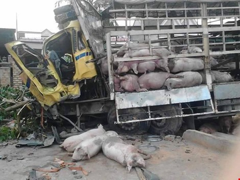 Chùm ảnh: Gần 100 con heo nằm chết la liệt sau vụ tai nạn ảnh 6