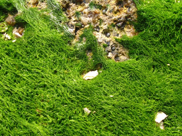 Những đặc sản bạn nhất định phải thử khi đến Đền Hùng ảnh 1