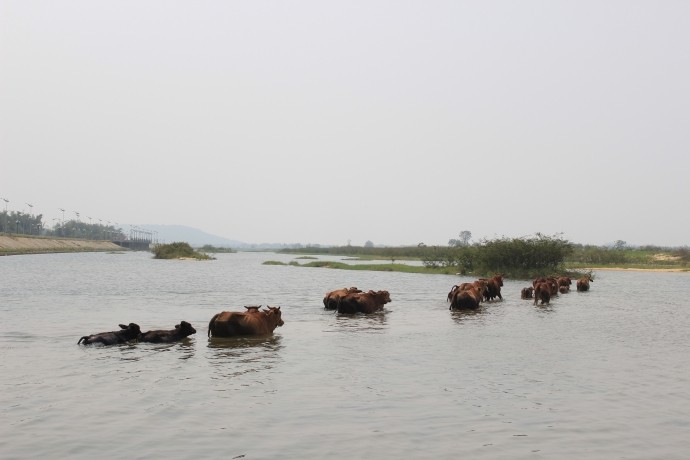 Lý giải nguyên nhân 9 học sinh chết đuối cùng lúc ảnh 3