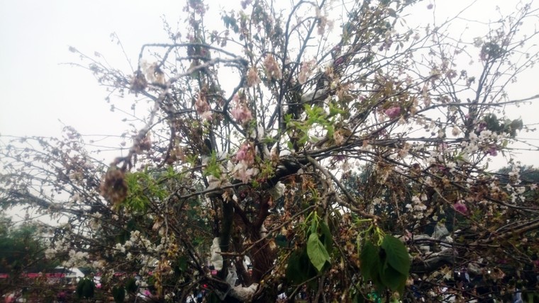 Lễ hội hoa anh đào 2016: Không nhận ra hoa anh đào ảnh 3