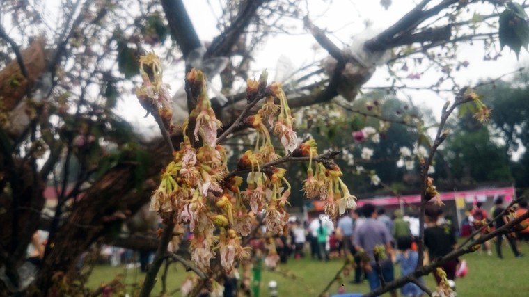 Lễ hội hoa anh đào 2016: Không nhận ra hoa anh đào ảnh 4