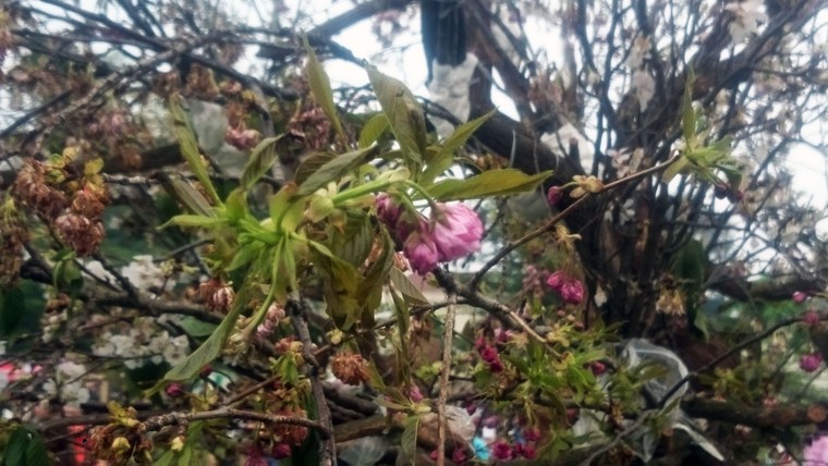 Lễ hội hoa anh đào 2016: Không nhận ra hoa anh đào ảnh 5