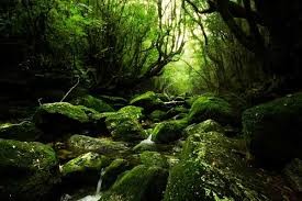 Những cây tuyết tùng đại thụ trên đảo Yakushima ảnh 3