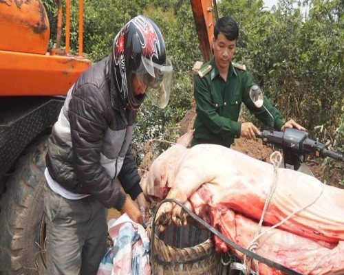 Thu giữ hơn 1 tạ lợn bị tụ huyết trùng chuẩn bị tiêu thụ ảnh 1
