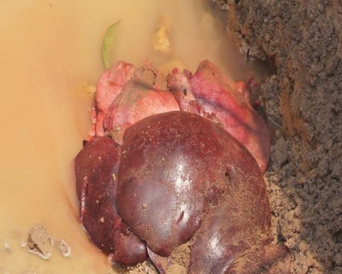 Thu giữ hơn 1 tạ lợn bị tụ huyết trùng chuẩn bị tiêu thụ ảnh 3