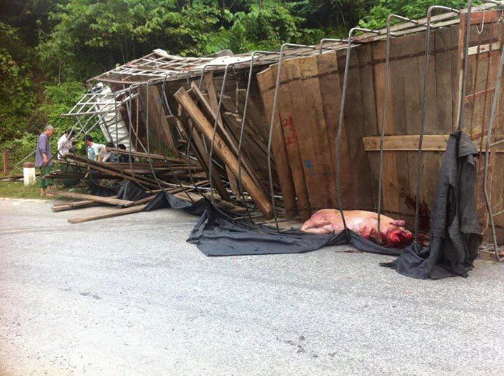 Lợn chết, thải loại tràn ngược về nội địa ảnh 2