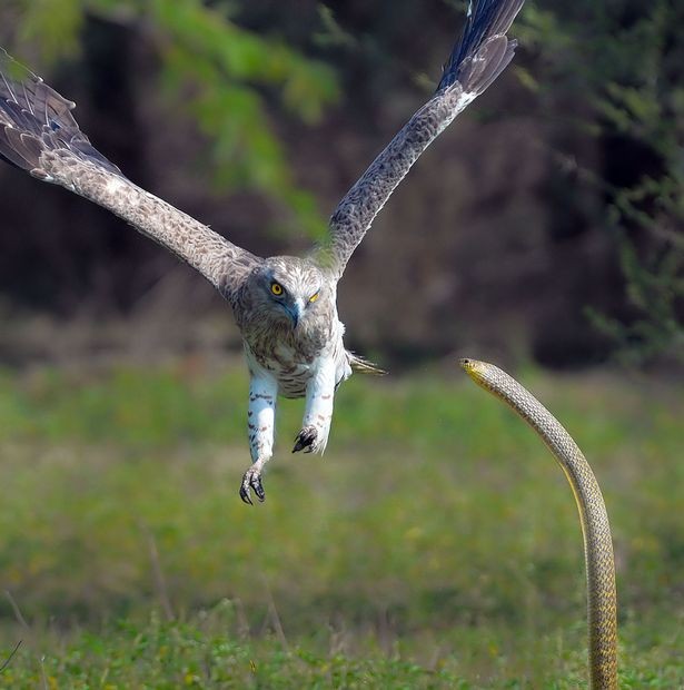 ‘Trận huyết chiến’ gay cấn giữa đại bàng và rắn hổ mang ảnh 4