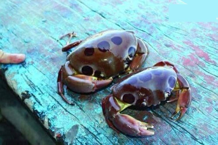 Thủ phạm khiến ngư dân Đà Nẵng tử vong không phải cua ‘mặt quỷ' ảnh 1