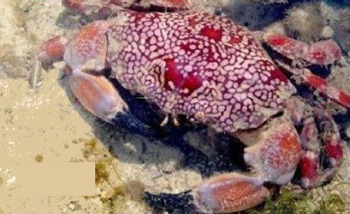 Thủ phạm khiến ngư dân Đà Nẵng tử vong không phải cua ‘mặt quỷ' ảnh 3