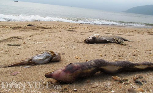 Cá chết, chuyện không thể im lặng ảnh 1