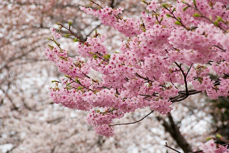 300 cành hoa anh đào Nhật sẽ khoe sắc ở Hoàng Thành Thăng Long ảnh 1