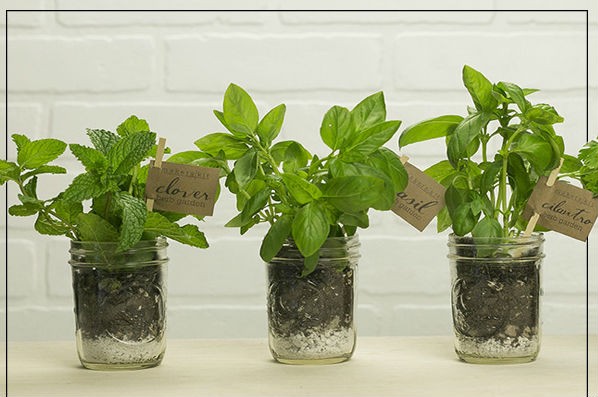 7 loại cây giúp đuổi muỗi phòng dịch Zika hiệu quả ảnh 6