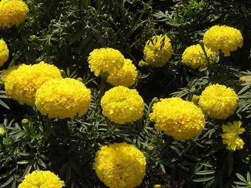 7 loại cây giúp đuổi muỗi phòng dịch Zika hiệu quả ảnh 2