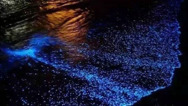 Những ánh sáng xanh huyền bí xuất hiện ở bờ biển Trung Quốc ảnh 6